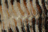 Fossil Mammoth Molar Slab - Siberia #215334-1